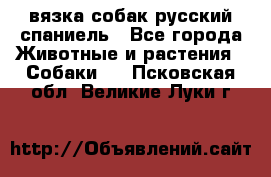 вязка собак русский спаниель - Все города Животные и растения » Собаки   . Псковская обл.,Великие Луки г.